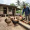 6 Cara Ternak Ayam Kampung Petelur agar Cepat Balik Modal dan Untung Berlipat