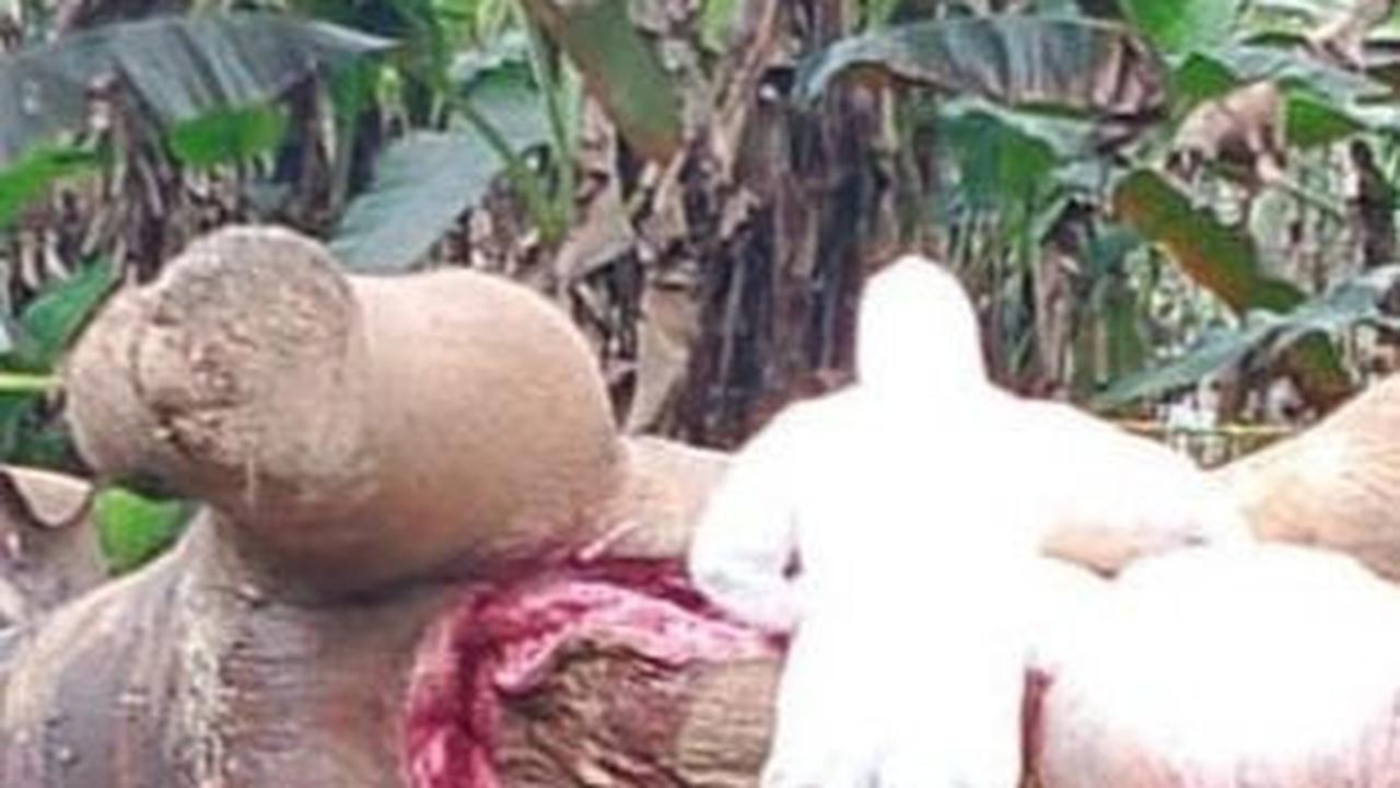 Tragis, Gajah Sumatera Ditemukan Mati Akibat Tersengat Listrik di Pidie Jaya