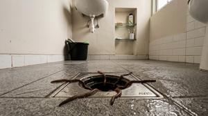 Penyebab Cacing Muncul di Kamar Mandi Saat Musim Hujan, Ini Cara Mencegahnya