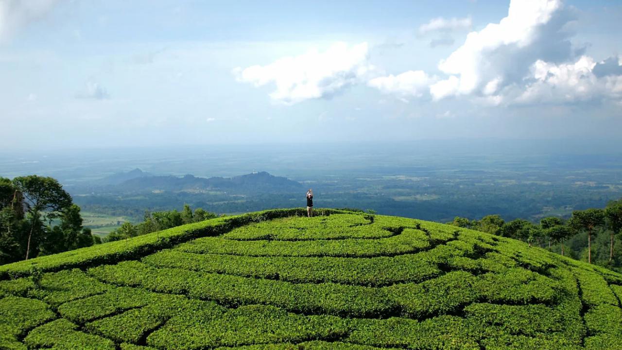 Kebun Teh Jamus