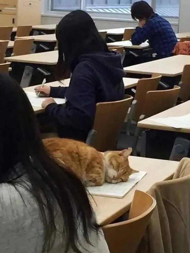Gemas Banget, 7 Foto Kocaknya Kalau Kucing Sekolah