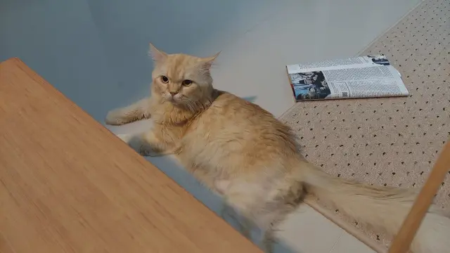 Kucing oranye