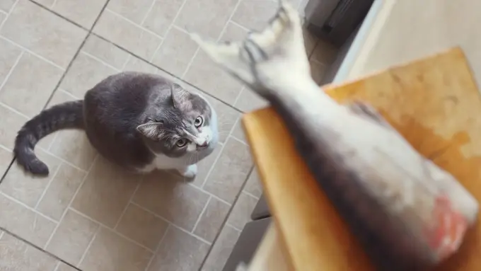 Ingin Memberikan Ikan Mentah pada Kucing? Ini Risikonya