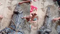 Geger Buaya Muncul di Permukiman Warga Lampung