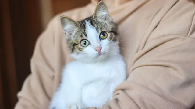 Kucing