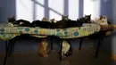 Sejumlah Kucing beristirahat di tempat penampungan, Lima,Peru (4/8/2015). Inga juga menerima sumbangan uang dan makanan dari masyarakat sekitar. (REUTERS/Mariana Bazo)