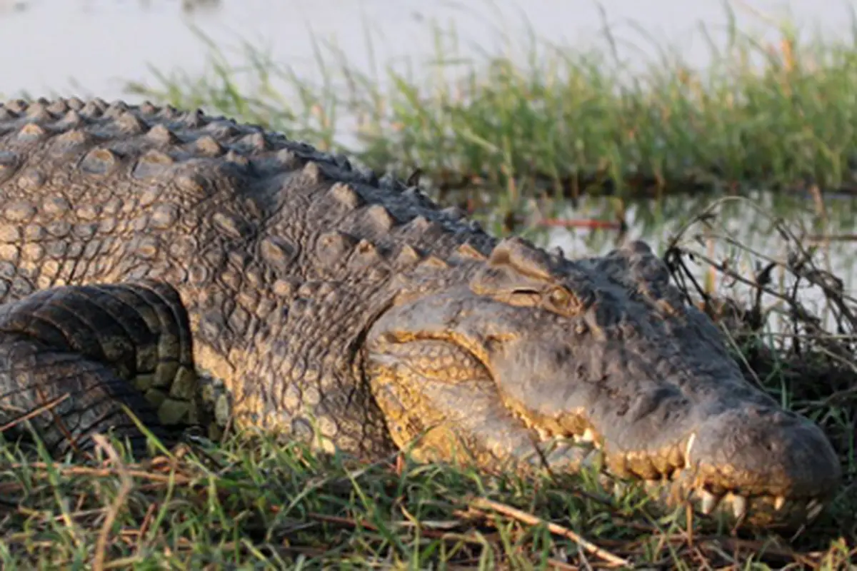 Buaya.