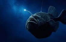 Mengenal Anglerfish, Ikan Menyeramkan yang Viral Tiba-tiba Muncul di Permukaan Laut