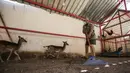 Seorang pekerja mengenakan masker menyapu tanah kandang rusa di kebun binatang lokal Palestina di Rafah di Jalur Gaza selatan (26/5/2020). Kebun binatang itu ditutup selama liburan Idul Fitri karena pandemi virus coronavirus COVID-19. (AFP/Said Khatib)