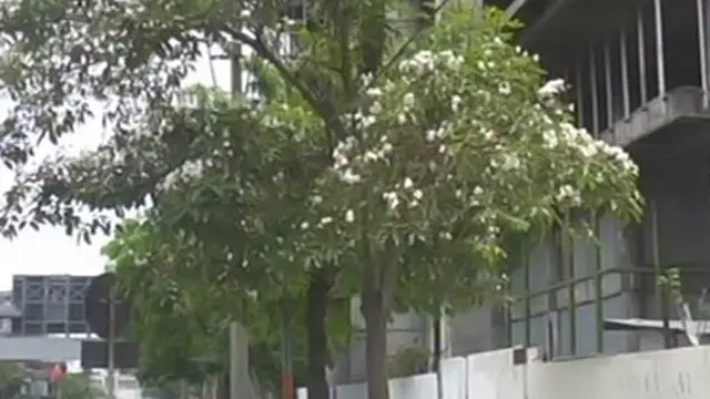 Keindahan Bunga Tabebuia Mewarnai Surabaya