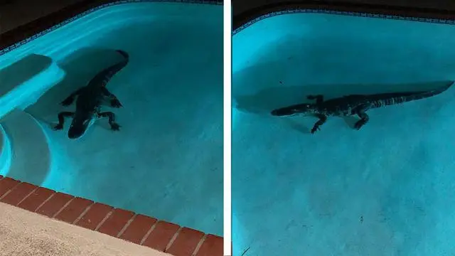 6 Potret Hewan saat Santai di Kolam Renang Ini Bikin Heran