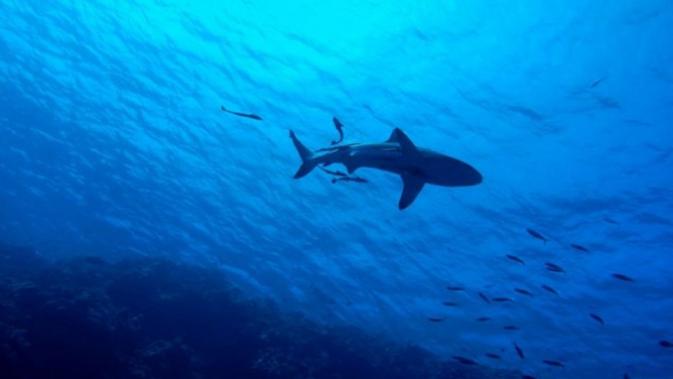 Serangan Hiu Mencekam di Pantai Shark: Remaja 13 Tahun Jadi Korban, Trauma Anak-anak Membayangi
