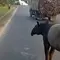 Geger Tapir Tiba-Tiba Muncul di Jalanan Lampung