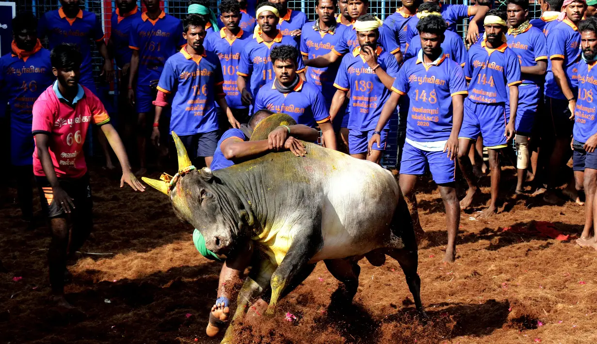 Para peserta mencoba menaklukkan seekor banteng di festival tahunan menjinakkan banteng, Jallikattu, di Desa Avaniyapuram di pinggiran Madurai, Negara Bagian Tamil Nadu, India, Rabu (15/1/2020). Mereka berusaha untuk menaklukkan banteng dengan memegang tanduknya kuat-kuat. (Xinhua/Stringer)