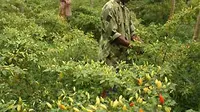 Petani cabe di Gajahrejo, Purwodadi, Pasuruan, Jawa Timur. Harga cabe rawit di tingkat petani mencapai Rp 50 ribu per kilogram. (ANTARA)