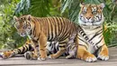 Gambar yang dirilis pada 29 Juli 2019 menunjukkan harimau Sumatera, Kartika dengan satu dari tiga anaknya yang berumur tujuh bulan, di Kebun Binatang Taronga, Sydney. Kerusakan habitat dan perburuan merupakan alasan utama langkanya harimau Sumatera ini. (RICK STEVENS/ARONGA ZOO/AFP)
