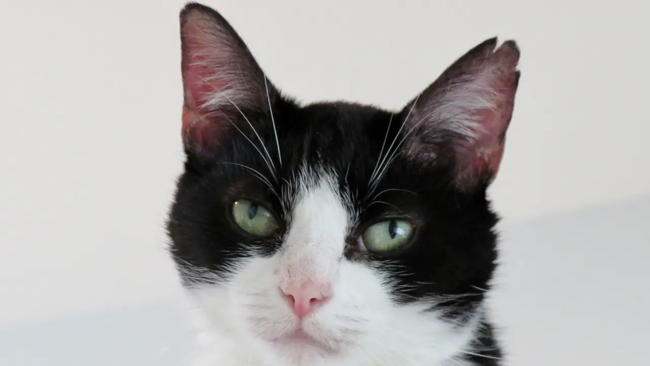 Kucing Hitam Putih