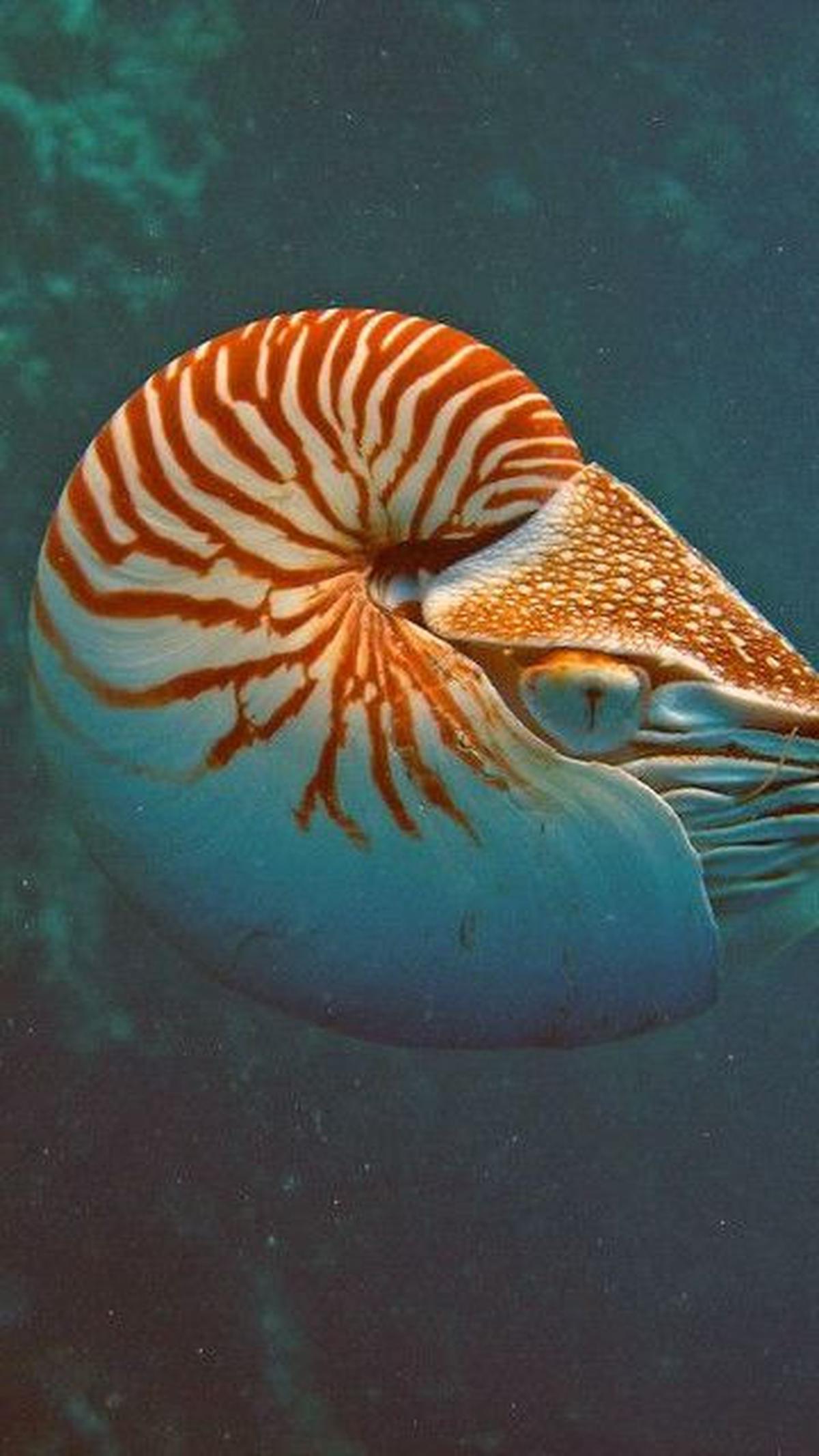 <b>Nautilus: Hidup Selama 480 Juta Tahun</b><br>