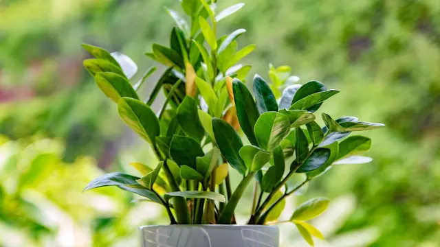 ZZ Plant (Zamioculcas Zamiifolia)