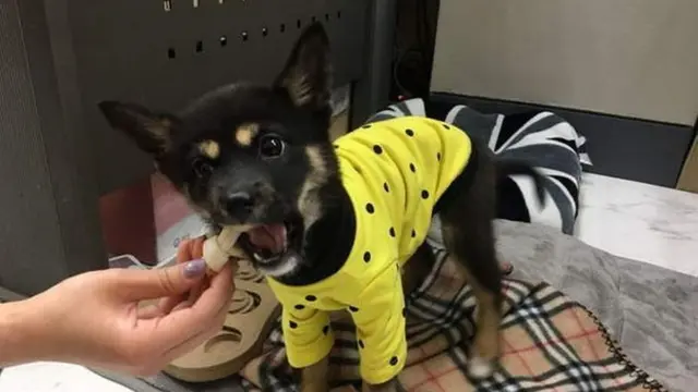 [Bintang] Supaya Karyawan Nggak Malas-malasan, Perusahaan Ini Memperkerjakan Anjing Penjaga