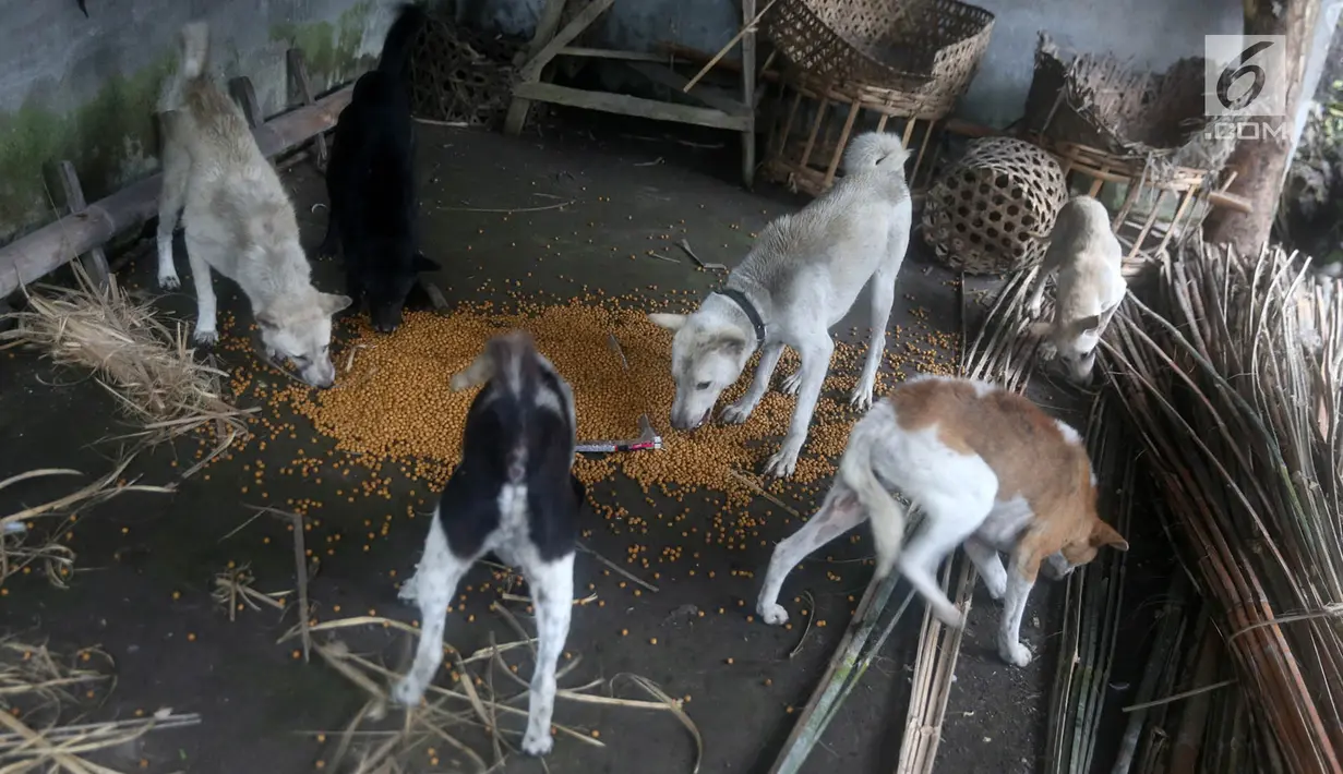 Sejumlah ekor anjing memakan makanan yang diberikan relawan di Dusun Sogra, Desa Sebudi, Karangasem, Bali, Minggu (3/12). Mereka membagikan makanan bagi hewan yang ditinggalkan pemiliknya mengungsi dari erupsi Gunung Agung.(Liputan6.com/Immanuel Antonius)