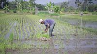 Ilustrasi petani di sawah/Istimewa.