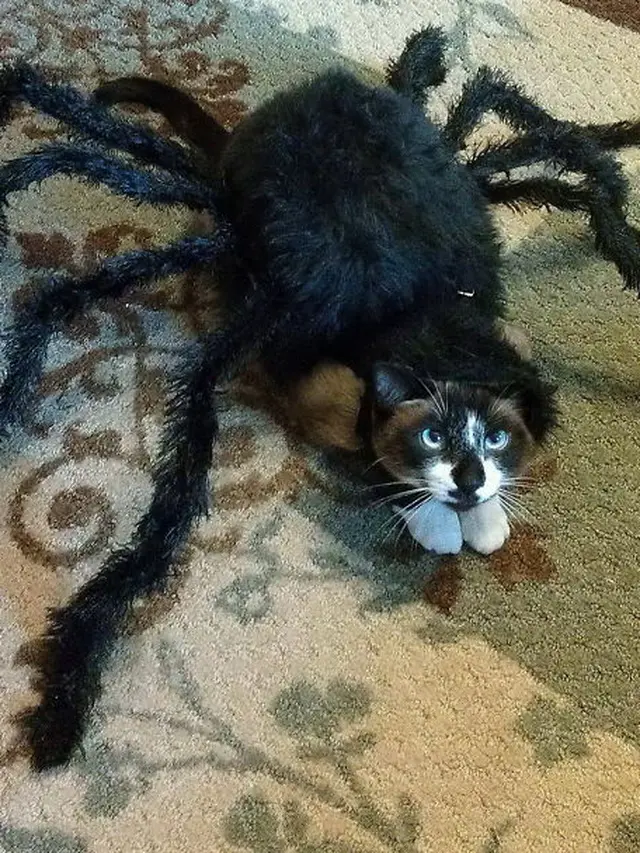 8 Potret Lucu Kucing Ikut Rayakan Halloween, Bisa Tampil Seram
