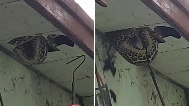 Bikin Merinding, Ini 6 Penampakan Sarang Ular di Plafon Rumah