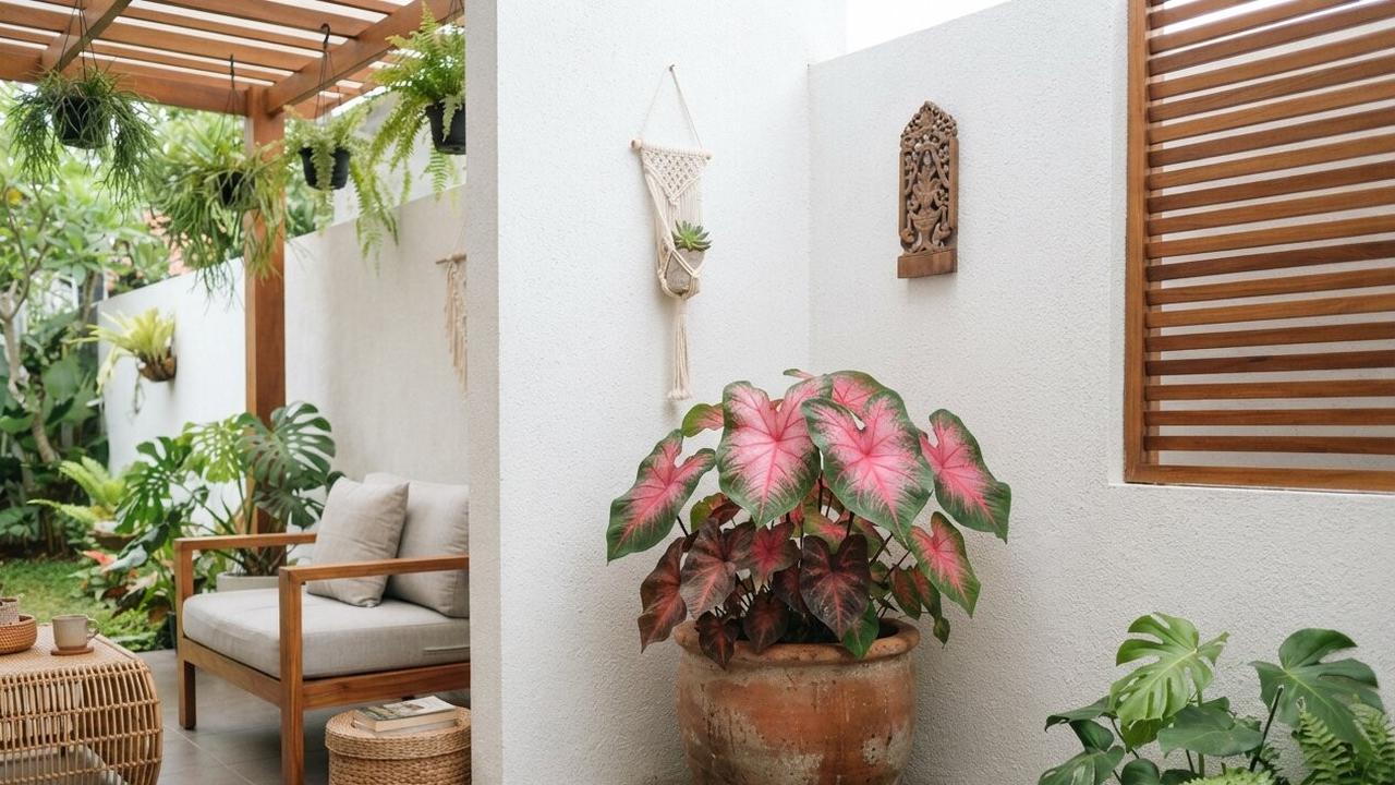 Keladi (Caladium)