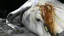 Seekor paus bungkuk yang ditemukan mati terdampar di pantai Las Flores di La Libertad, El Salvador, Jumat (5/11/2021). Sejauh ini, penyebab kematian paus bungkuk dengan panjang lebih dari 15 meter itu belum diketahui. (Sthanly ESTRADA / AFP)