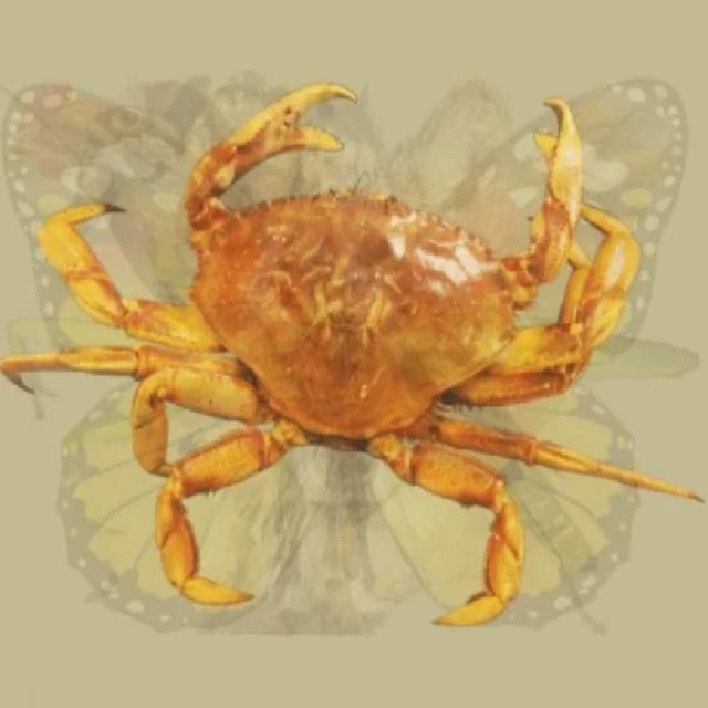 Hewan Pertama yang Dilihat Ungkap Sifat Dominan Kamu