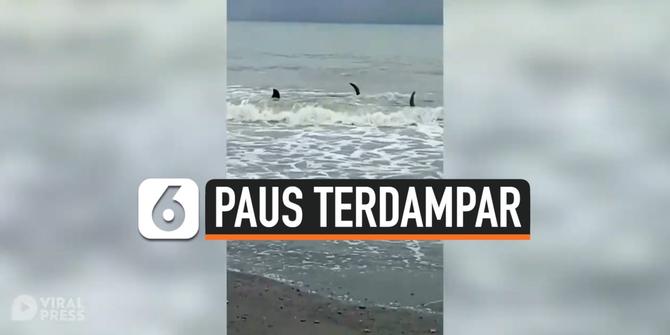 VIDEO: Nelayan Selamatkan 5 Paus Pilot Terdampar di Pantai Filipina