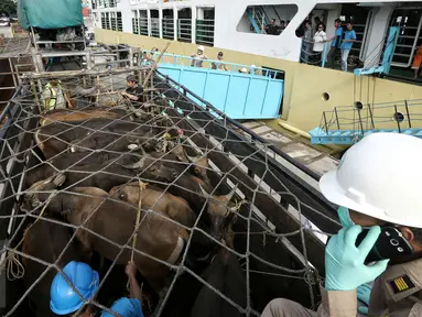 Petugas melakukan bongkar muat ratusan sapi kedalam truk yang baru saja tiba di Pelabuhan Tanjung Priok, Jakarta, Selasa (9/2). Sebanyak 500 ekor sapi asal NTT diangkut dengan kapal khusus ternak Camara Nusantara I. (Liputan6.com/Faizal Fanani)