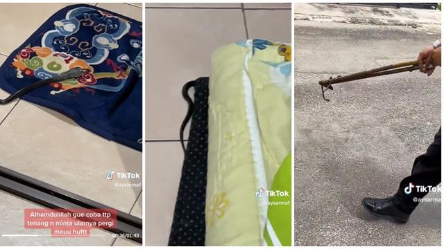 Pertama Kali Masuk Rumah, Anak Ular Kobra Ini Dituntun Keluar Tanpa Menyerang