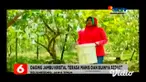 Musim panen saat musim hujan seperti sekarang ini menjadi berkah bagi petani jambu kristal di bantaran Sungai Bengawan Solo, Kabupaten Bojonegoro. Jambu kristal khas bojonegoro banyak disukai masyarakat, karena bijinya sedikit serta dagingnya manis d...