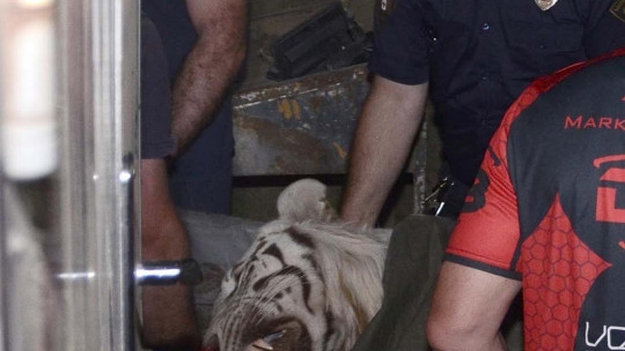 Aksi polisi Georgia buru harimau yang lepas dari kandang saat banjir