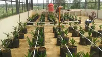 AiRi bekerja dengan mengalirkan air irigasi otomatis saat tanaman membutuhkan air melalui pendekatan titik layu. (Liputan6.com/Switxy Sabandar).