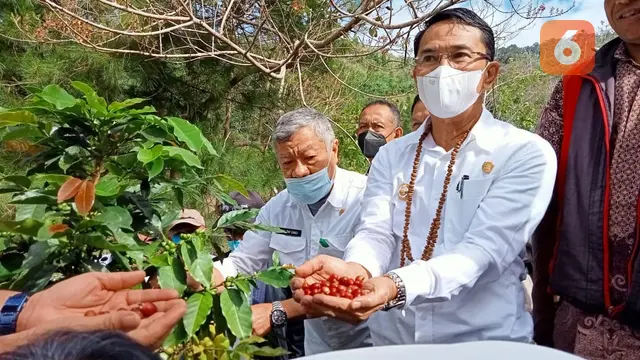 Bupati Sigi memanen kopi di Dombu