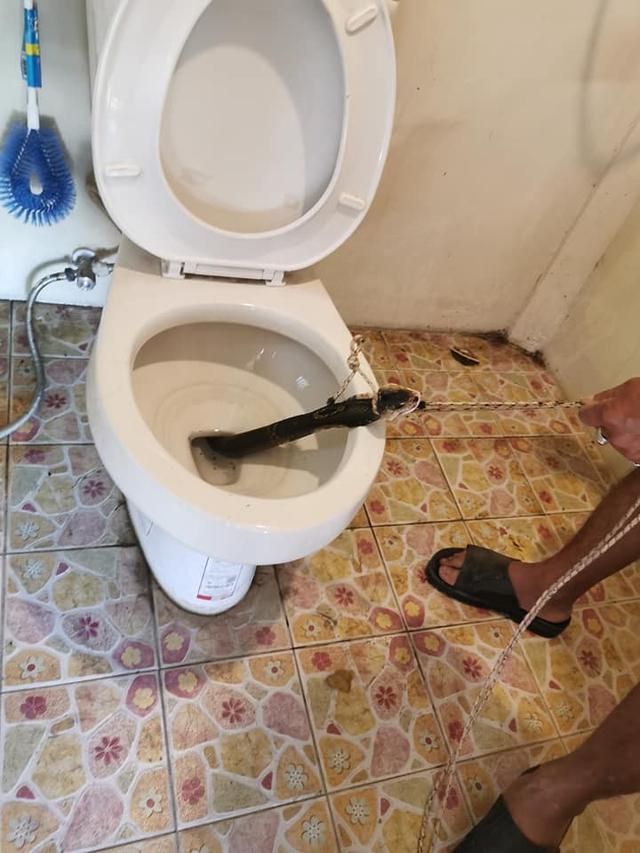 Pria Ini Menemukan Ular Kobra di Toilet Sebelum Menggunakannya, Bikin Merinding