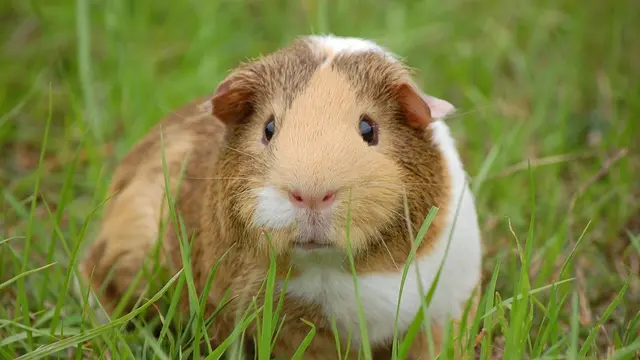 Guinea pig