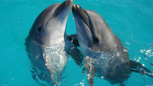 Dolphins