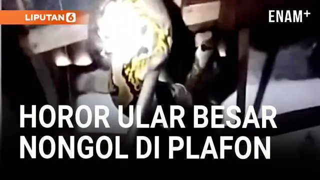 Horor! Ular Piton Besar Bersarang di Atas Plafon Rumah