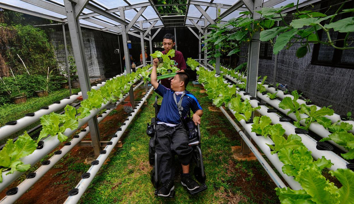 Melihat Aktivitas Pembelajaran Berkebun bagi Murid Penyandang Disabilitas