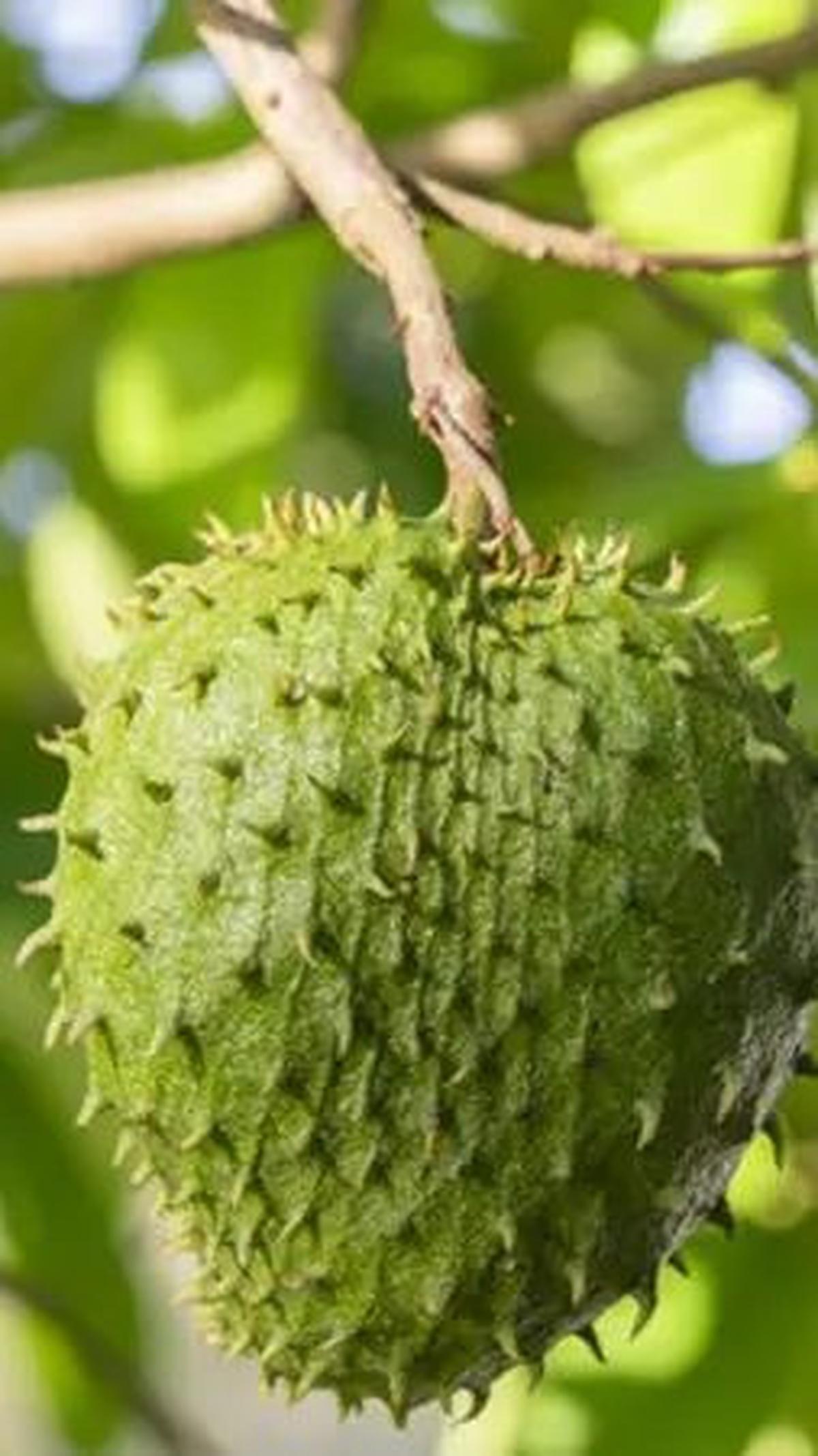 Sirsak kaya akan vitamin C. Vitamin ini memperkuat sistem kekebalan dan meningkatkan kemampuannya untuk bertahan melawan patogen. Tidak hanya vitamin C, beberapa nutrisi pada buah ini bisa membawa manfaat untuk kesehatan tubuh.