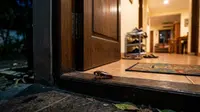 7 Titik Tempat yang Mudah Dimasuki Serangga, Kenali Sebelum Rumah Kebanjiran Hama