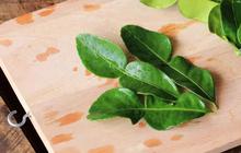 Cara Menyimpan Daun Jeruk Tidak Cepat Hitam dan Busuk