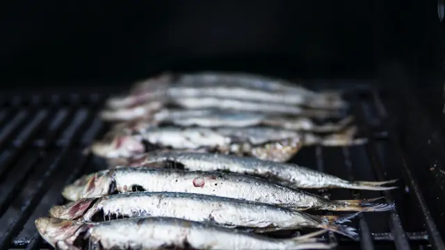 Ikan Patin