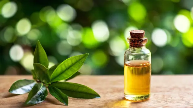 Dinding Berjamur Bikin Rumah Jadi Kurang Estetik, Begini Cara Mudah Membersihkannya