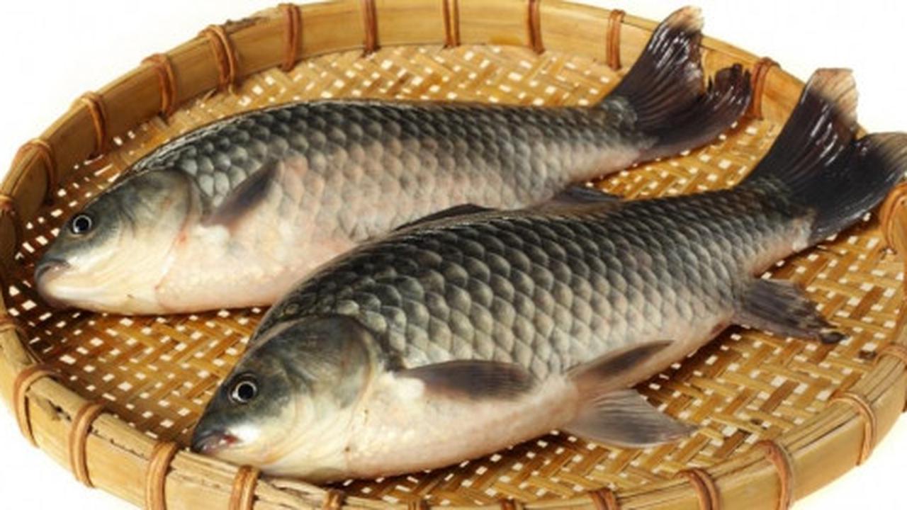 Ikan