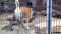 Pengunjung Kebun Binatang Dikencingi Macan Siberia